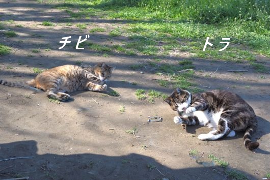 ファイル 2588-1.jpg