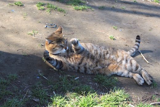 ファイル 2588-3.jpg