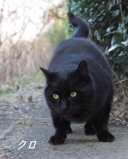 ファイル 2589-1.jpg