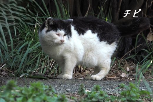 ファイル 2589-2.jpg