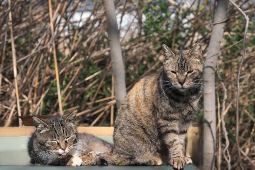 ファイル 2590-1.jpg