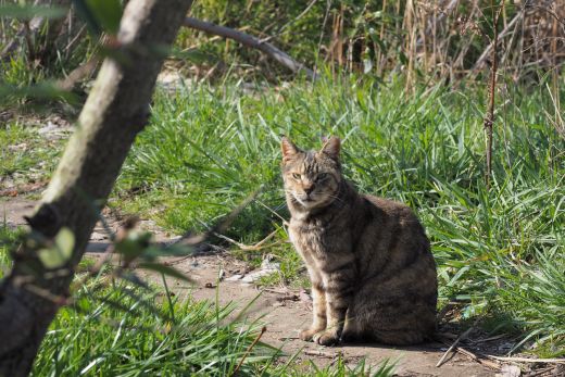 ファイル 2590-2.jpg