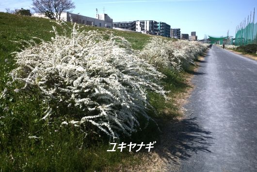 ファイル 2590-4.jpg