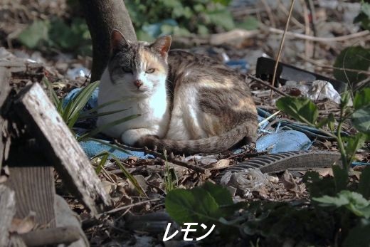 ファイル 2591-1.jpg