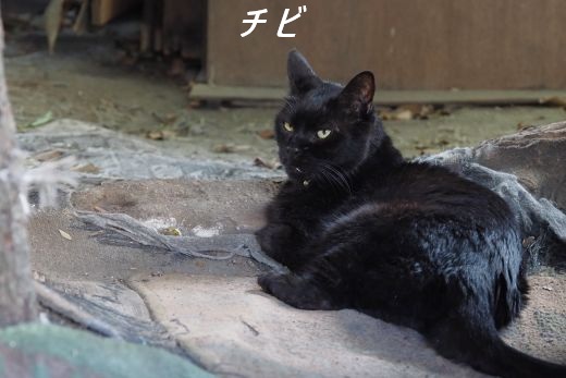 ファイル 2591-2.jpg