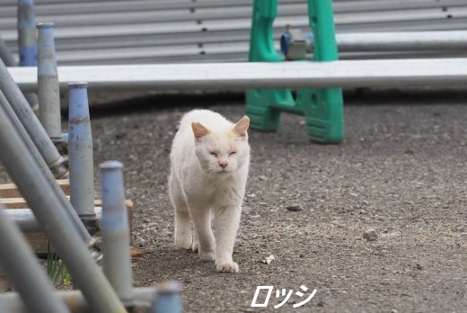 ファイル 2592-1.jpg