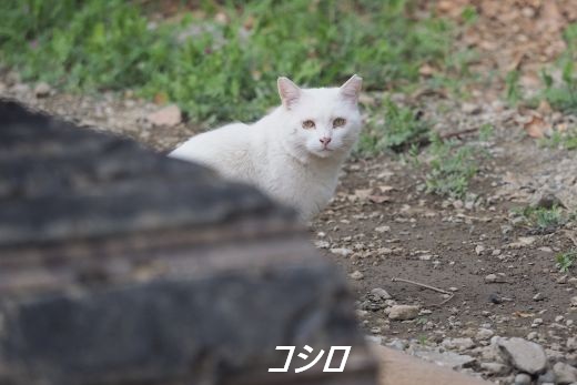 ファイル 2592-2.jpg