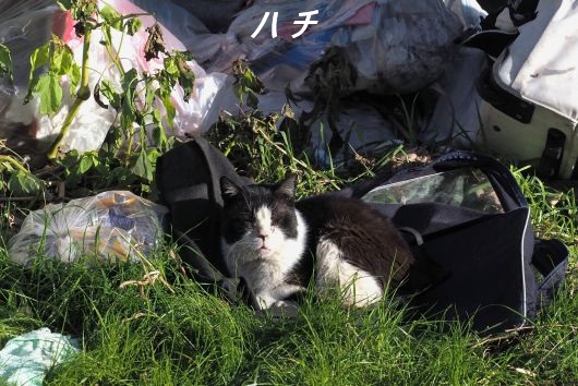 ファイル 2593-1.jpg