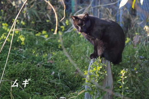 ファイル 2593-2.jpg