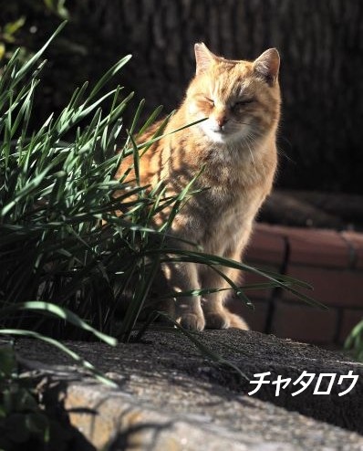 ファイル 2594-1.jpg