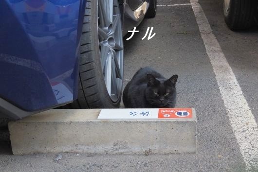 ファイル 2594-2.jpg