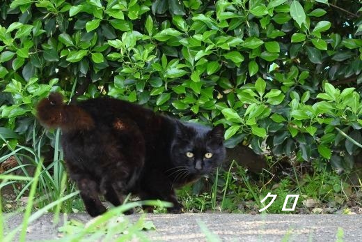 ファイル 2595-1.jpg