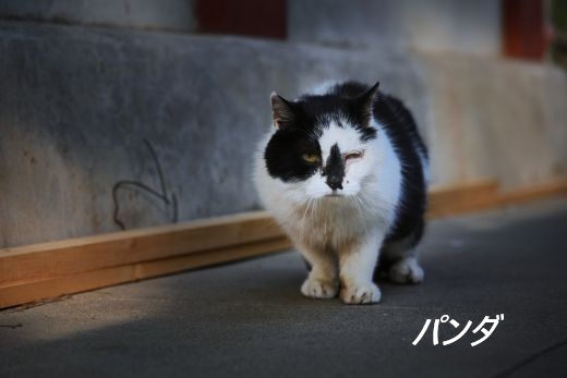 ファイル 2595-2.jpg