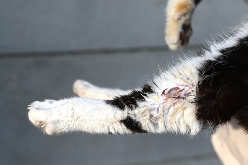 ファイル 2595-3.jpg