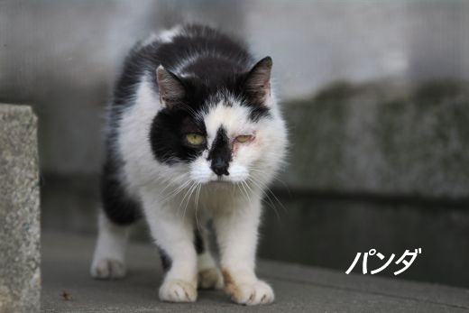 ファイル 2601-1.jpg