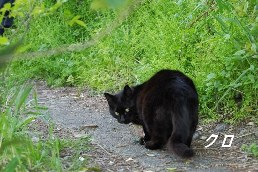 ファイル 2601-2.jpg