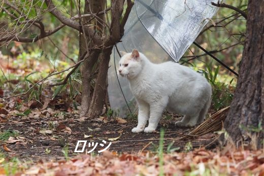 ファイル 2603-1.jpg