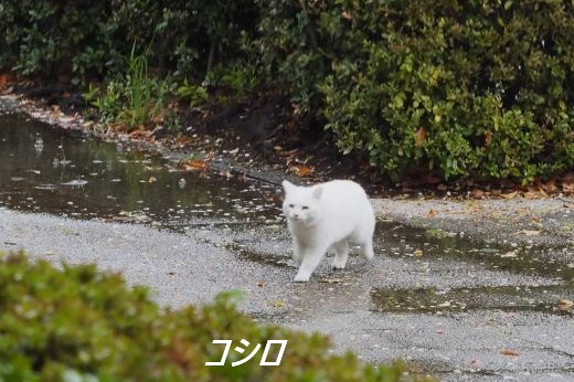 ファイル 2603-2.jpg