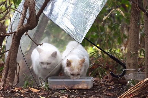 ファイル 2603-3.jpg