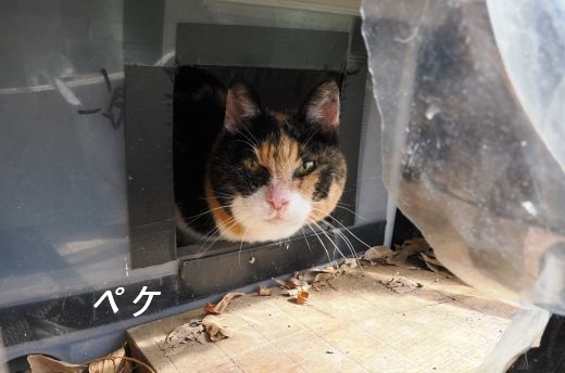 ファイル 2604-1.jpg