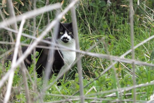 ファイル 2606-1.jpg