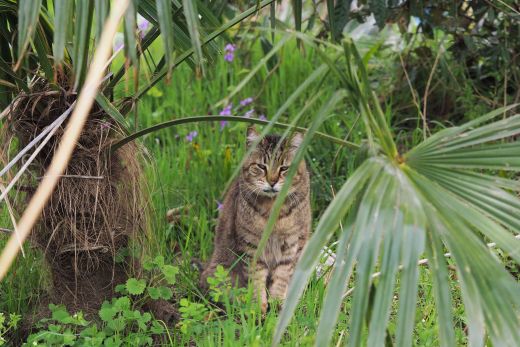 ファイル 2606-2.jpg