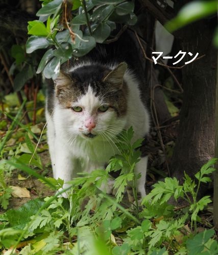 ファイル 2607-1.jpg