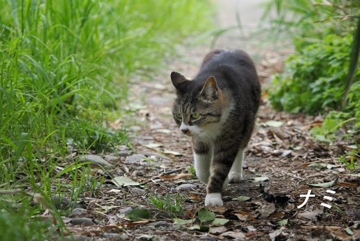 ファイル 2607-2.jpg