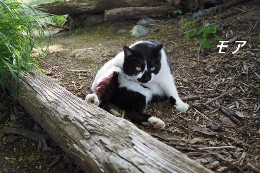 ファイル 2608-1.jpg