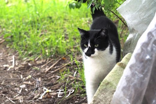 ファイル 2608-2.jpg