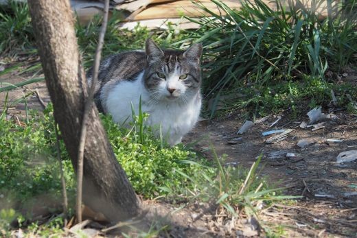 ファイル 2608-3.jpg