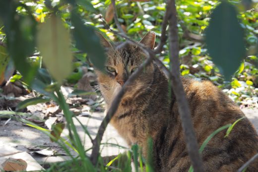 ファイル 2609-1.jpg