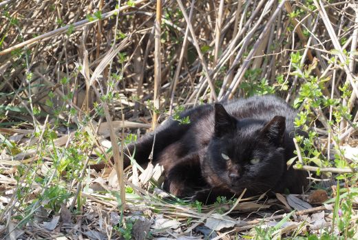 ファイル 2609-2.jpg