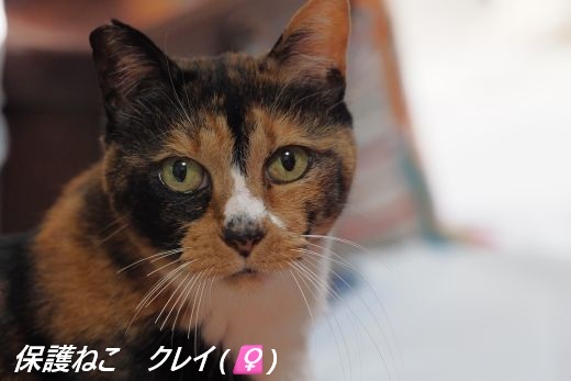 ファイル 2609-3.jpg