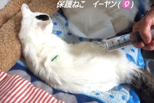 ファイル 2609-4.jpg