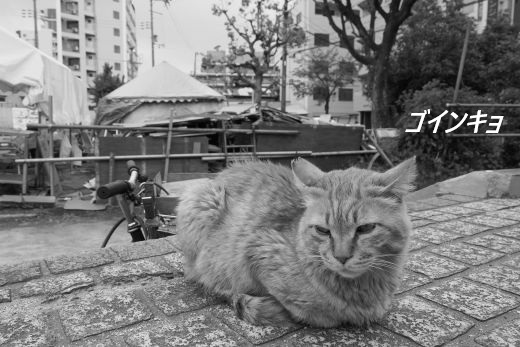 ファイル 2611-1.jpg