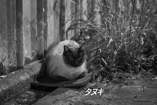 ファイル 2612-1.jpg