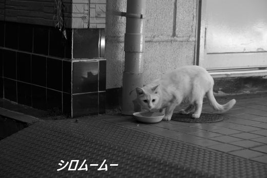 ファイル 2612-2.jpg