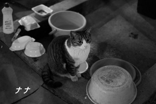 ファイル 2613-1.jpg