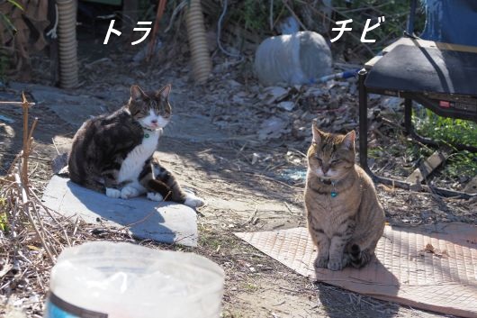 ファイル 2615-1.jpg