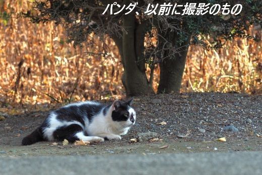 ファイル 2616-2.jpg