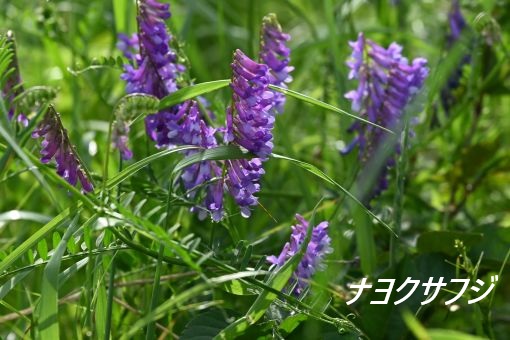 ファイル 2617-3.jpg