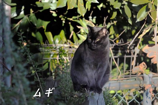 ファイル 2638-2.jpg
