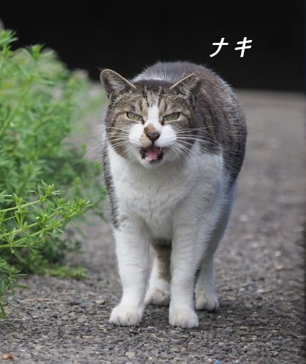 ファイル 2654-1.jpg