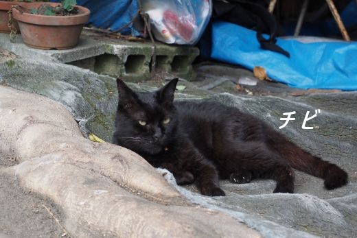 ファイル 2655-1.jpg