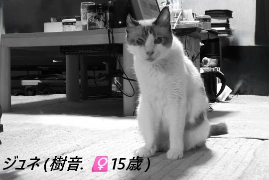 ファイル 2670-1.jpg