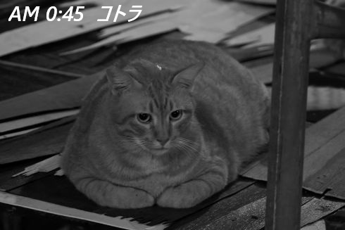 ファイル 2672-2.jpg