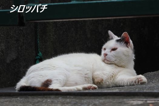 ファイル 2673-2.jpg