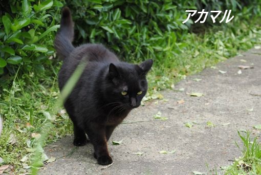 ファイル 2679-2.jpg