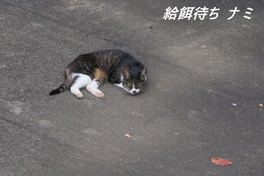 ファイル 2682-1.jpg